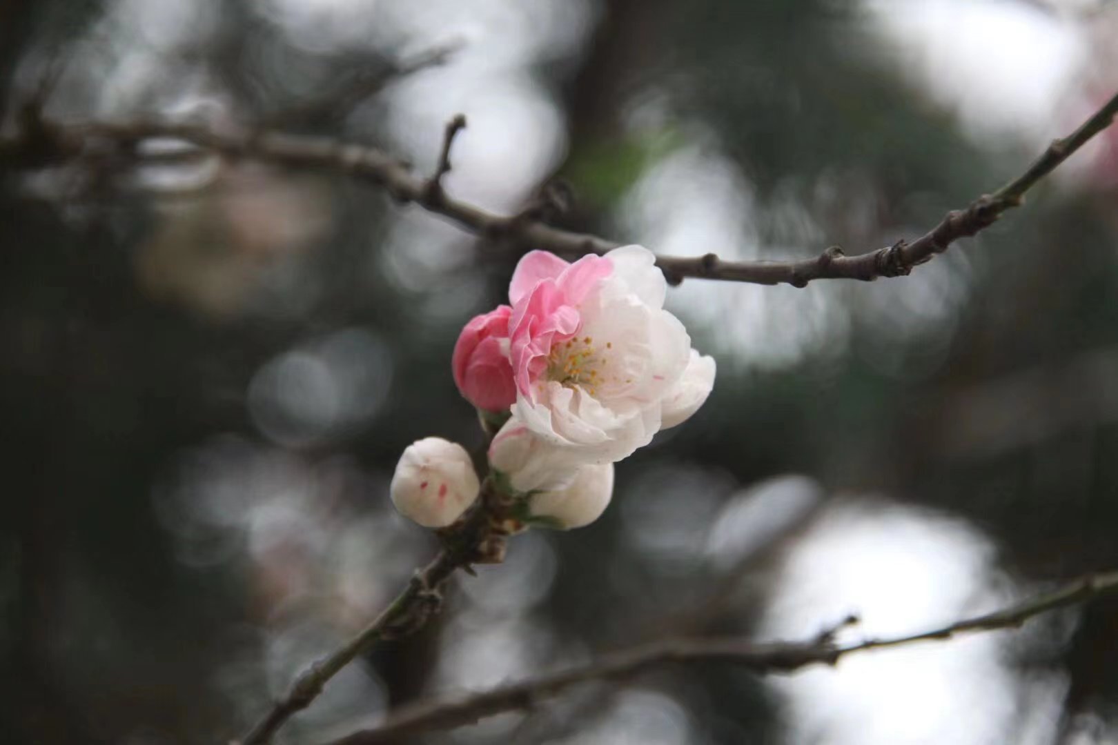  藏不住，打卡绝美校园春色