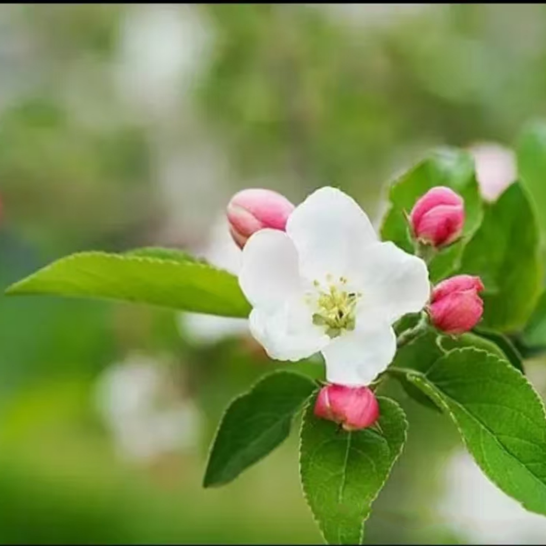  苹果花