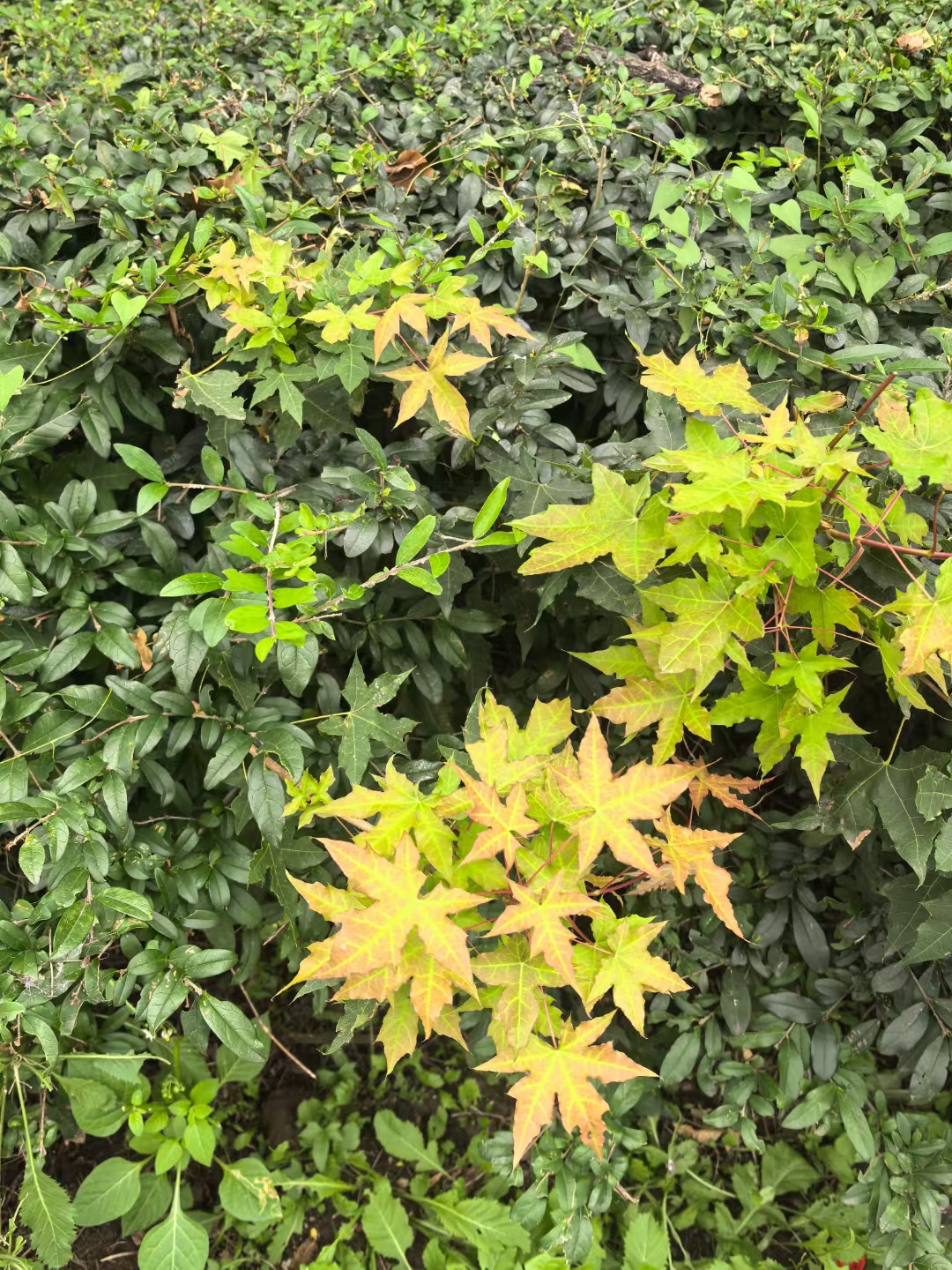  解读沙柳诗歌：有一种爱