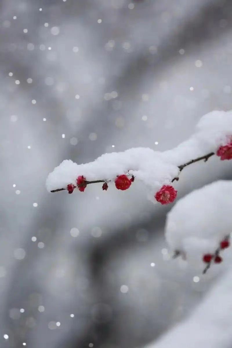  落雪絮语