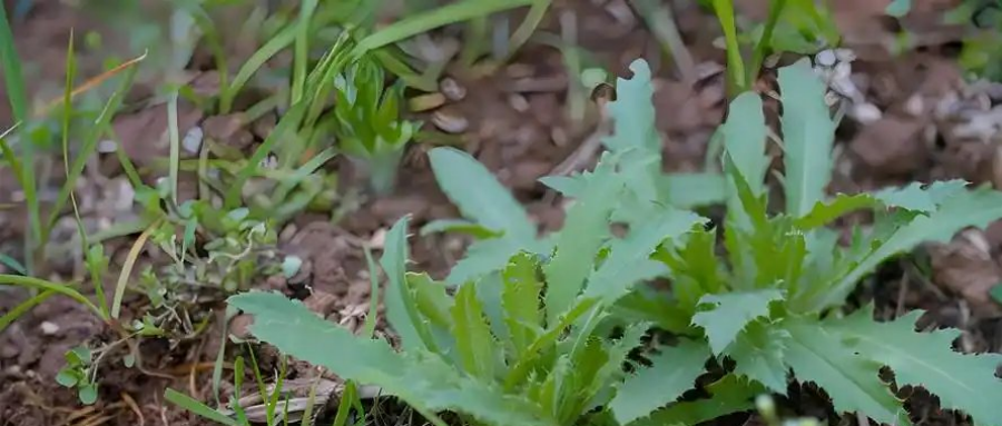  野菜芽的春天