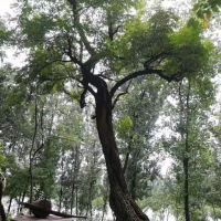  槐香里的记忆