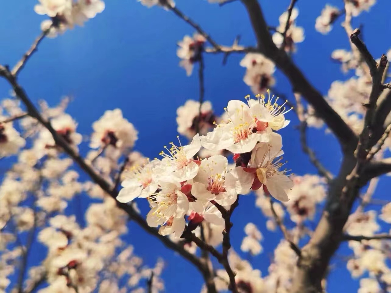 图十一：看花人只觉春光太短.jpg