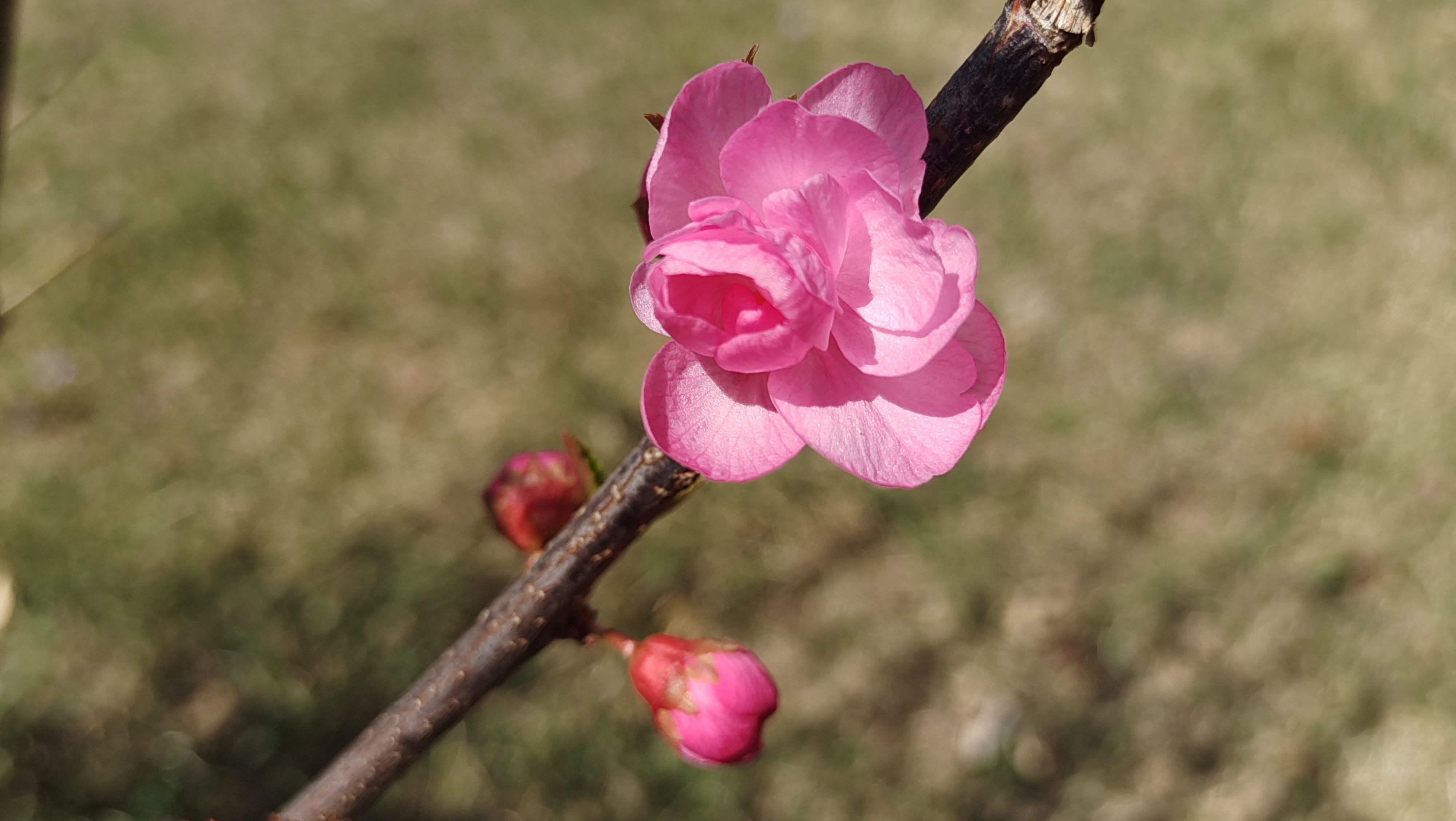 花蕊与绽放.jpg