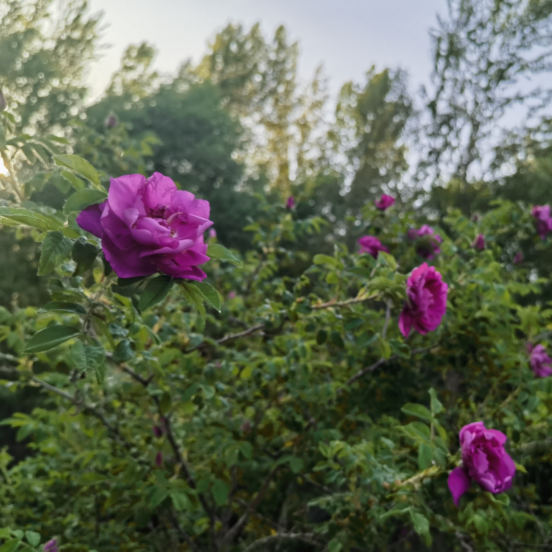 IMG_20240522_174019_副本.png