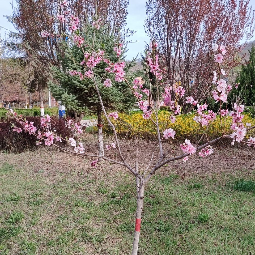 微信图片_20240418093020_副本.png